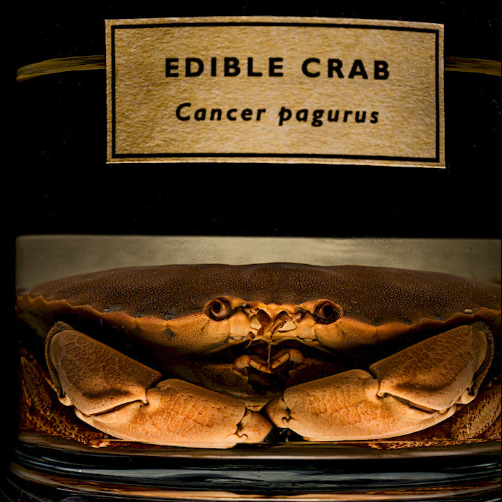 Halloween: Creepy Creatures of the Deep