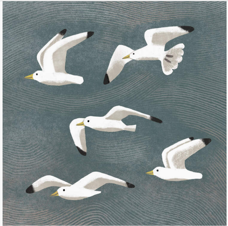 Seagulls Greetings Card
