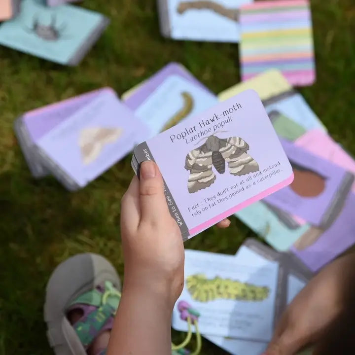 Amazing British Bugs Id Cards