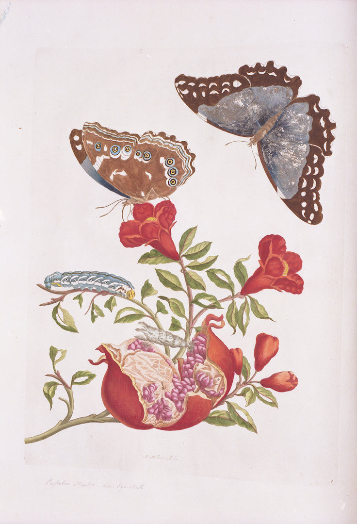 Maria Sibylla Butterflies, Print