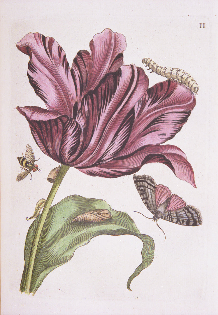 Maria Sibylla Pink Flower, Print
