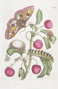 Maria Sibylla Insects, Print