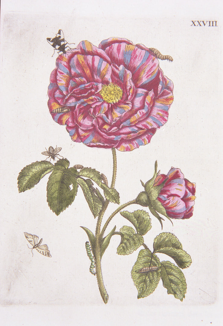 Maria Sibylla Pink Flowers, Print