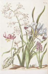 Maria Sibylla Flowers, Print