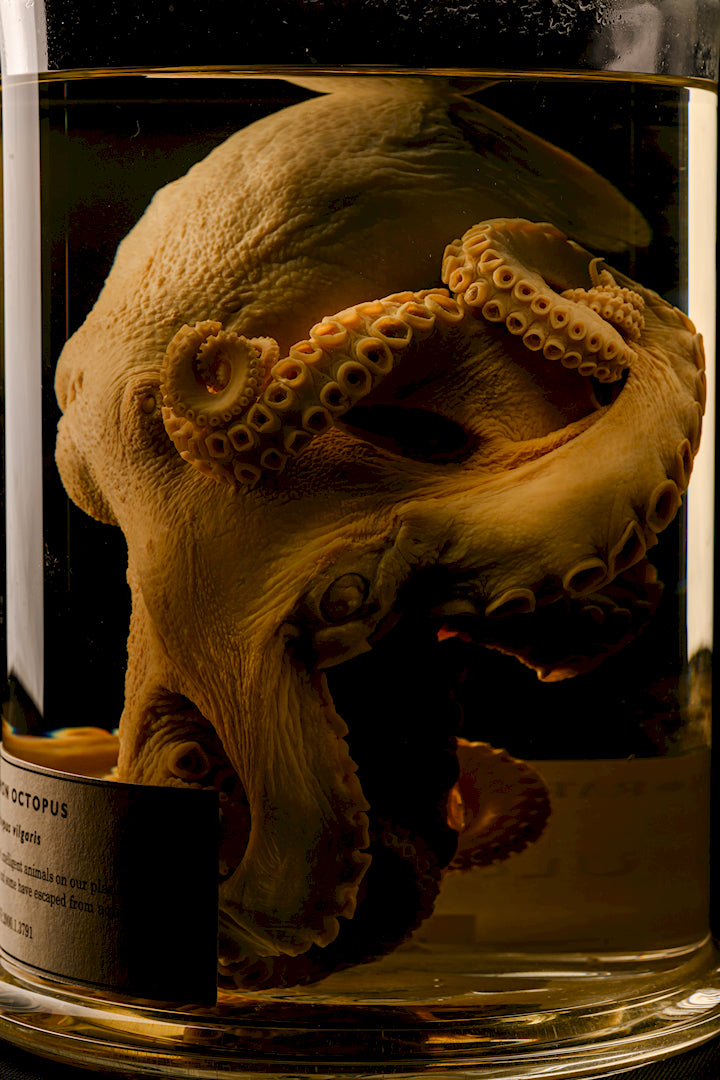Halloween: Creepy Creatures of the Deep