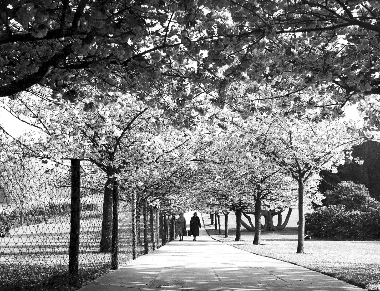 Cherry Trees in Blossom, Print