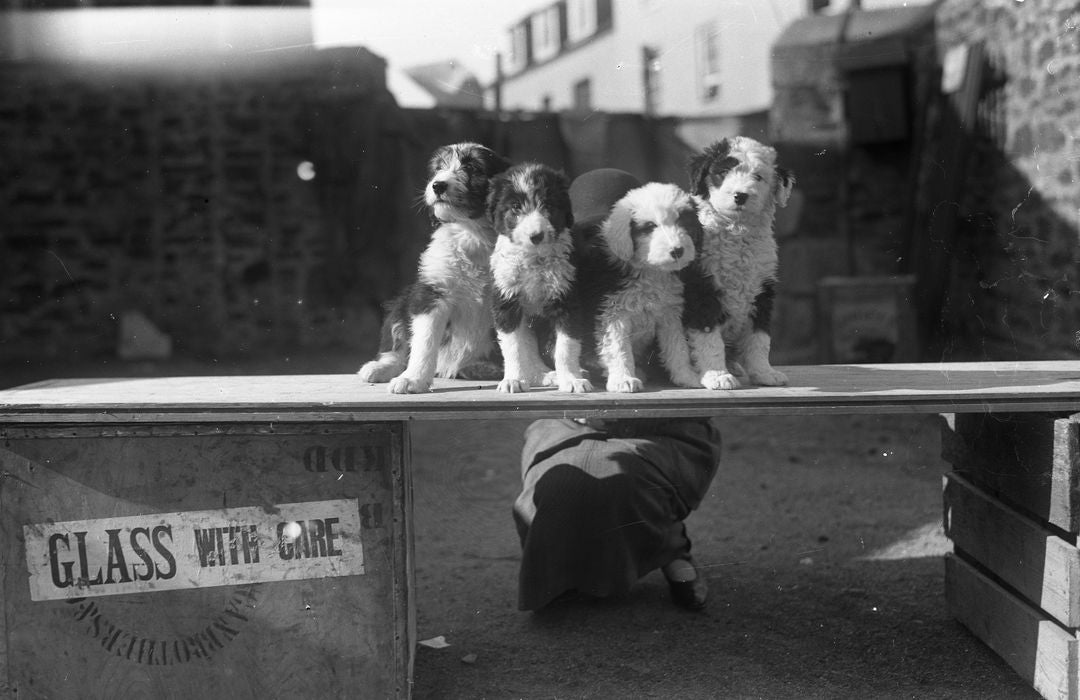 Puppies on Show, Print