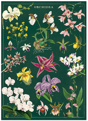 Cavallini Vintage Poster Paper